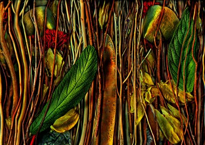 Anderswelten-no.79-4.dziwne drewno, 2019 (zdjęcie) autorstwa Antonius Antonius