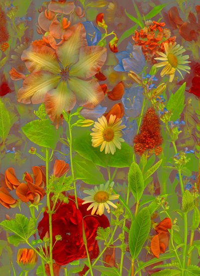 Artfloral nr 5 wiosenna rozmowa, 2016 (zdjęcie) autorstwa Antonius Antonius