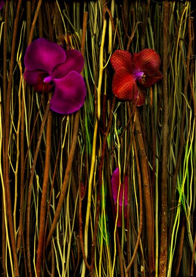 Kwiaty nr 2, 2014 (zdjęcie) autorstwa Antonius Antonius