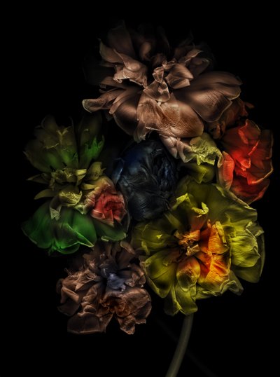 Flowers 13-1, 2025 (zdjęcie ilustracyjne) autorstwa Antonius Antonius