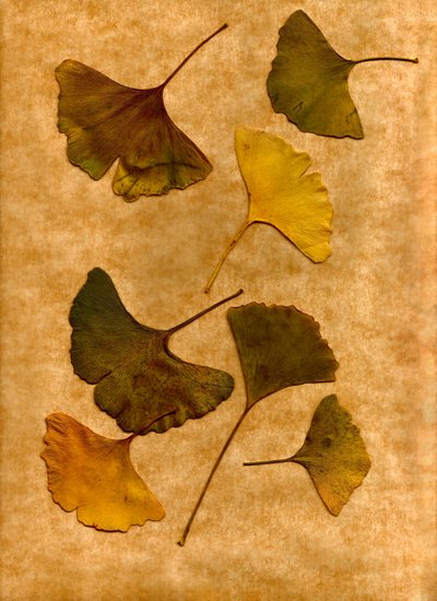 Ginkgo 2 autorstwa Antonius Antonius