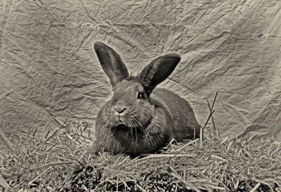 Good Bye Durer autorstwa Antonius Antonius