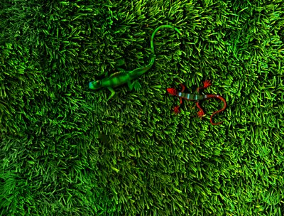 Grass-4;, 2014 (zdjęcie) autorstwa Antonius Antonius