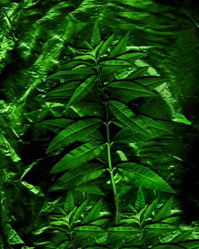 Green-4, 2009 (zdjęcie) autorstwa Antonius Antonius