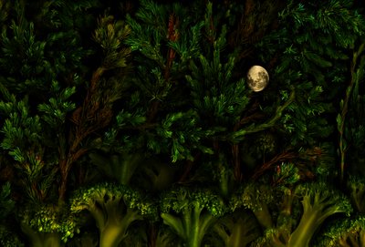 Magic garden woodland, 2011 (zdjęcie) autorstwa Antonius Antonius