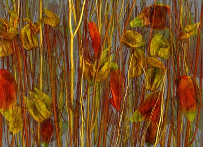 Sekretne drewno, 2014 (zdjęcie) autorstwa Antonius Antonius