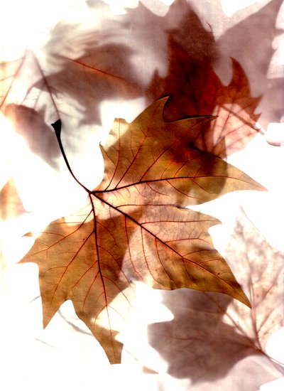 jesienny wiatr autorstwa Antonius Antonius