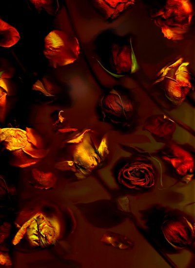 Róże EarthArt, 2008 (zdjęcie) autorstwa Antonius Antonius