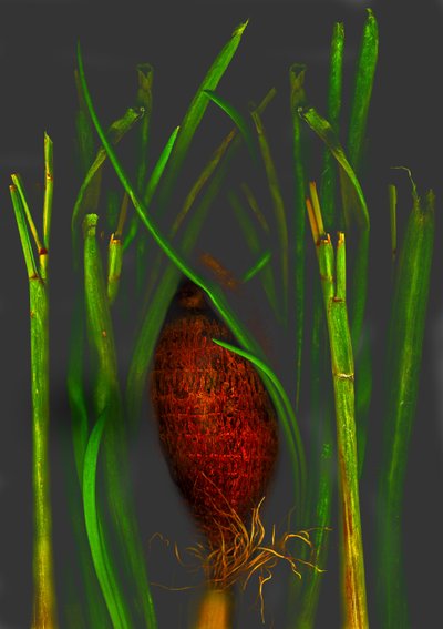 owoc dżungli autorstwa Antonius Antonius