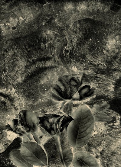 róże mono autorstwa Antonius Antonius