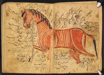 Koń, z „Kitāb al-bayṭarah” przez Azdī, Amad ibn ʿAtīq autorstwa Arabic School