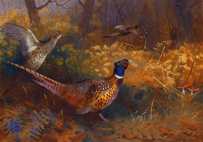 Bażant kogut i kura na skraju lasu autorstwa Archibald Thorburn
