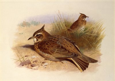 Skowronek czubaty, ptaki brytyjskie autorstwa Archibald Thorburn