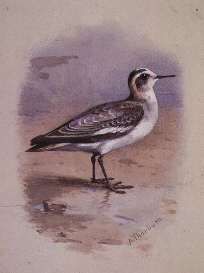 Szara Falarope (akwarela) autorstwa Archibald Thorburn