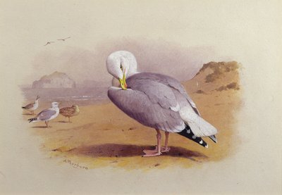 Mewa srebrzysta na plaży, a za nią Bass Rock (akwarela) autorstwa Archibald Thorburn