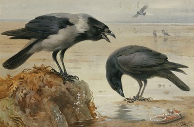 Wrona z kapturem i czarnowrona autorstwa Archibald Thorburn