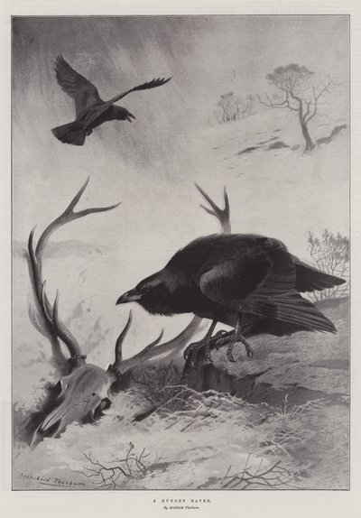 Głodny Kruk autorstwa Archibald Thorburn