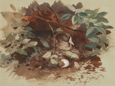 Gęś gniazdująca (akwarela na niebieskim papierze) autorstwa Archibald Thorburn