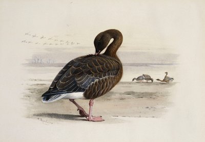 Gęś o różowych nogach autorstwa Archibald Thorburn