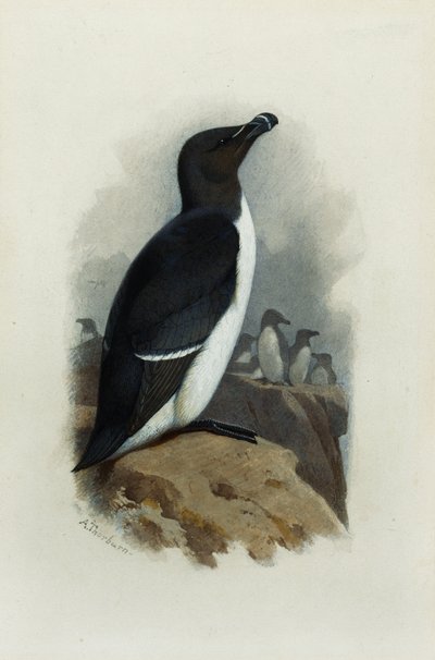 Razordziób autorstwa Archibald Thorburn