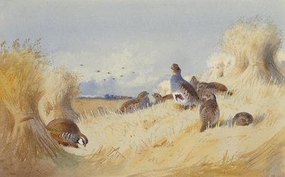 Red Legged Patridge i Covey of Grey Patridges od Corn Stooks (ołówek i akwarela) autorstwa Archibald Thorburn