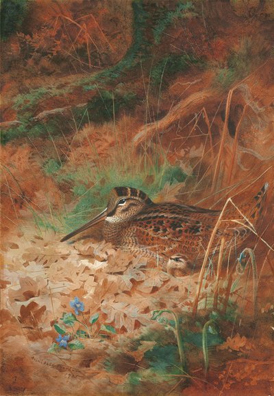 Słonka i pisklę w zaroślach autorstwa Archibald Thorburn