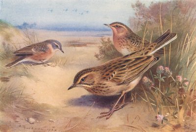 Świergotek alpejski lub wodny, świergotek rdzawoszyi, świergotek Richarda (kolorowa litografia) autorstwa Archibald Thorburn