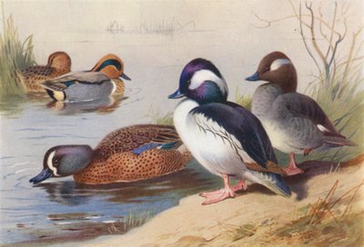 American Green-Winged Teal (samiec i samica), Buffel-Headed Duck (samiec i samica), Blue-Winged Teal (kolorowa litografia) autorstwa Archibald Thorburn