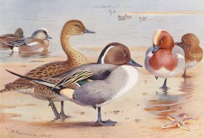 Gołąb amerykański (samiec i samica), szczygieł (samiec i samica), gołąb (samiec i samica) (litografia barwna) autorstwa Archibald Thorburn