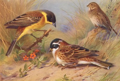 Black-Headed Bunting, Corn-Bunting, Rustic Bunting (kolorowa litografia) autorstwa Archibald Thorburn