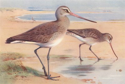 Rycyk (zimowy), rycyk (zimowy) (kolorowa litografia) autorstwa Archibald Thorburn