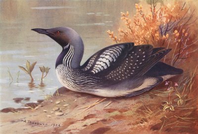 Nurek czarnoszyi (kolorowa litografia) autorstwa Archibald Thorburn