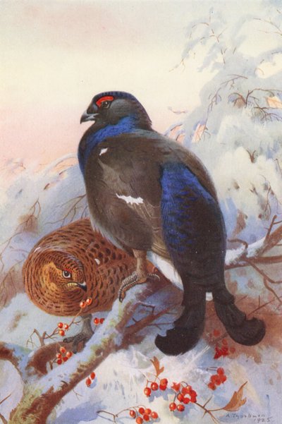 Cietrzew (samiec i samica) (kolorowa litografia) autorstwa Archibald Thorburn