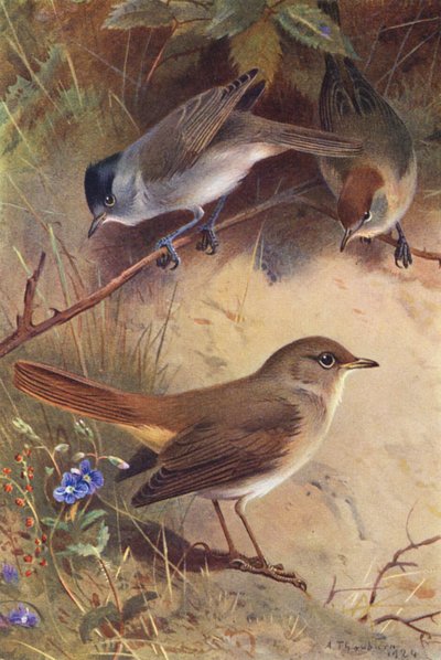 Blackcap (samiec i samica), słowik (kolorowa litografia) autorstwa Archibald Thorburn