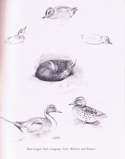 Niebieski skrzydlaty Cyraneczka, Cyraneczka, Cyraneczka, Krzyżówka i Pintail, 1938 autorstwa Archibald Thorburn
