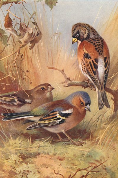 Brambling, zięba (samiec i samica) (kolorowa litografia) autorstwa Archibald Thorburn