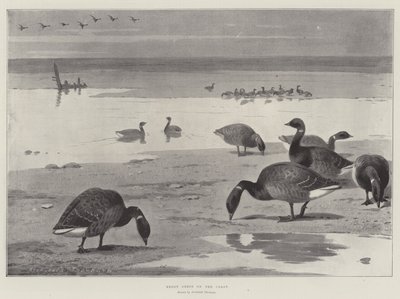 Gęsi Brent na Wybrzeżu autorstwa Archibald Thorburn