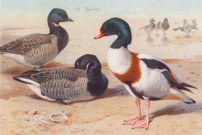 Gęś zbożowa, kaczka krzyżówka (kolorowa litografia) autorstwa Archibald Thorburn