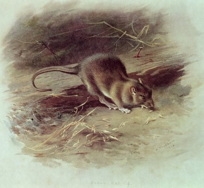 Szczur wędrowny (Rattus norvegicus) 1918 autorstwa Archibald Thorburn