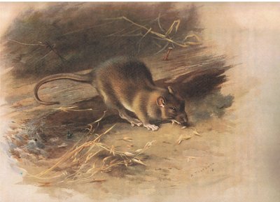 Brown Rat, z Thorburns Mammals opublikowanej przez Longmans and Co, 1920 autorstwa Archibald Thorburn