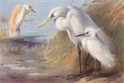 Czapla siwa, czapla biała, czapla nadobna (kolorowa litografia) autorstwa Archibald Thorburn