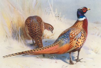 Chiński bażant obrączkowany (samiec i samica) (kolorowa litografia) autorstwa Archibald Thorburn