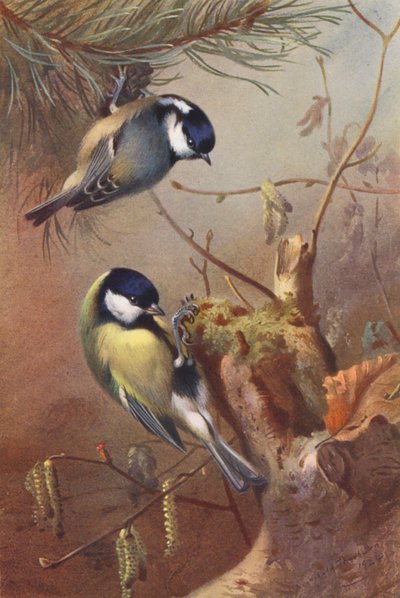 Sikora czarnogłówka, sikora bogatka (kolorowa litografia) autorstwa Archibald Thorburn