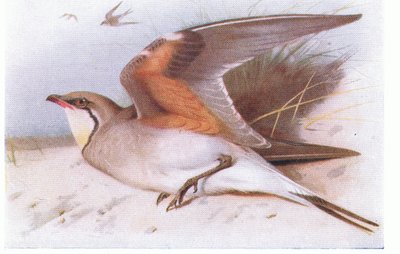 Collared Pratincloe, z książki Birds of the British Isles and Their Eggs opublikowanej przez Frederick Warne & Co Ltd, 1958 autorstwa Archibald Thorburn
