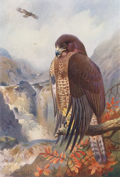 Myszołów zwyczajny (kolorowa litografia) autorstwa Archibald Thorburn