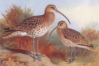 Kuropatwa zwyczajna, zimorodek (kolorowa litografia) autorstwa Archibald Thorburn