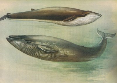 Common Rorqual, Sibbalds Rorqual lub Blue Whale, z Thorburns Mammals opublikowanej przez Longmans and Co, 1920 autorstwa Archibald Thorburn