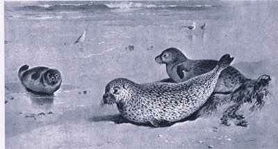 Common Seal, Nature in Britain wydane przez Collins autorstwa Archibald Thorburn