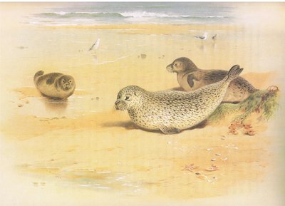 Common Seal, z Thorburns Mammals opublikowane przez Longmans and Co, c. 1920 autorstwa Archibald Thorburn