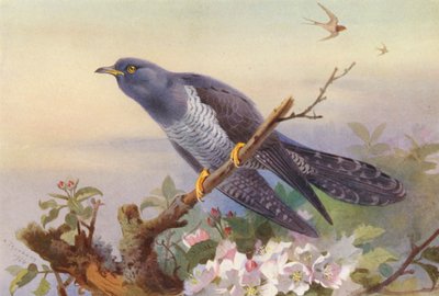 Kukułka (kolorowa litografia) autorstwa Archibald Thorburn